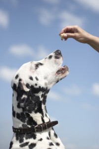 Dalmatian getting a treat