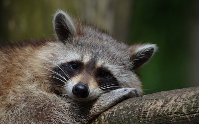 Do Raccoons Attack Dogs?