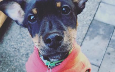 Socialize & Train Puppies Early, Tip 5
