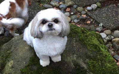 Why do dogs stand high on rocks?